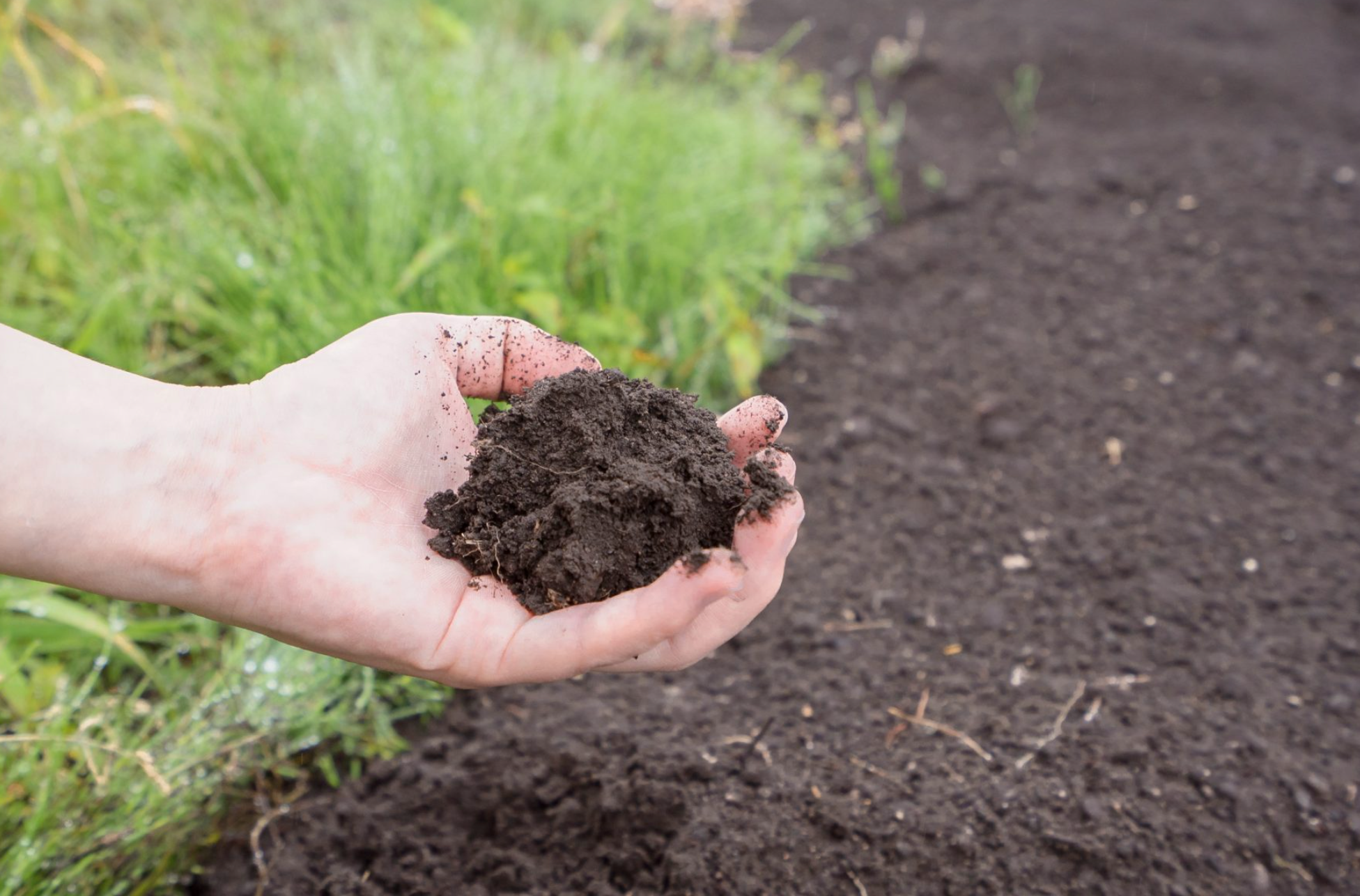 How to Improve Soil Drainage for Healthier Plants & Gardens