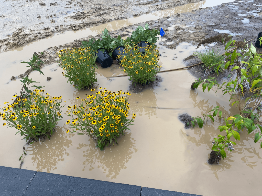 Standing Water in backyard