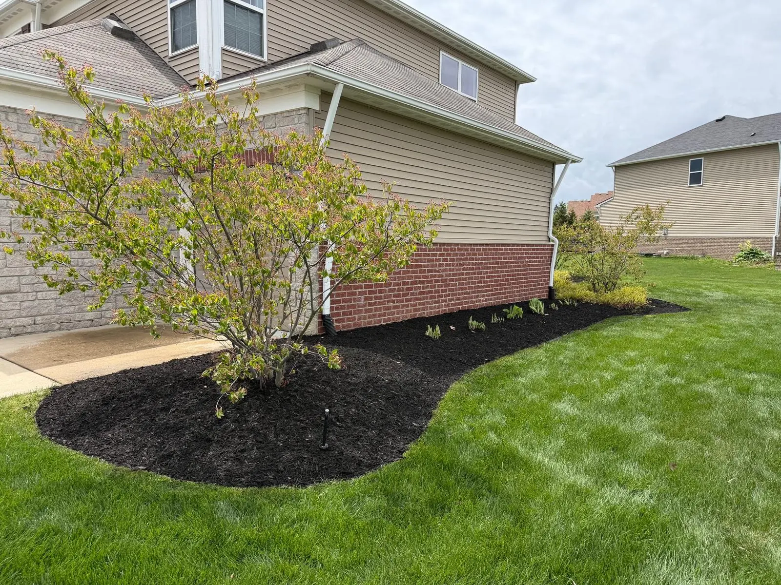 Tree planting for long term privacy screening corner lot Michigan home