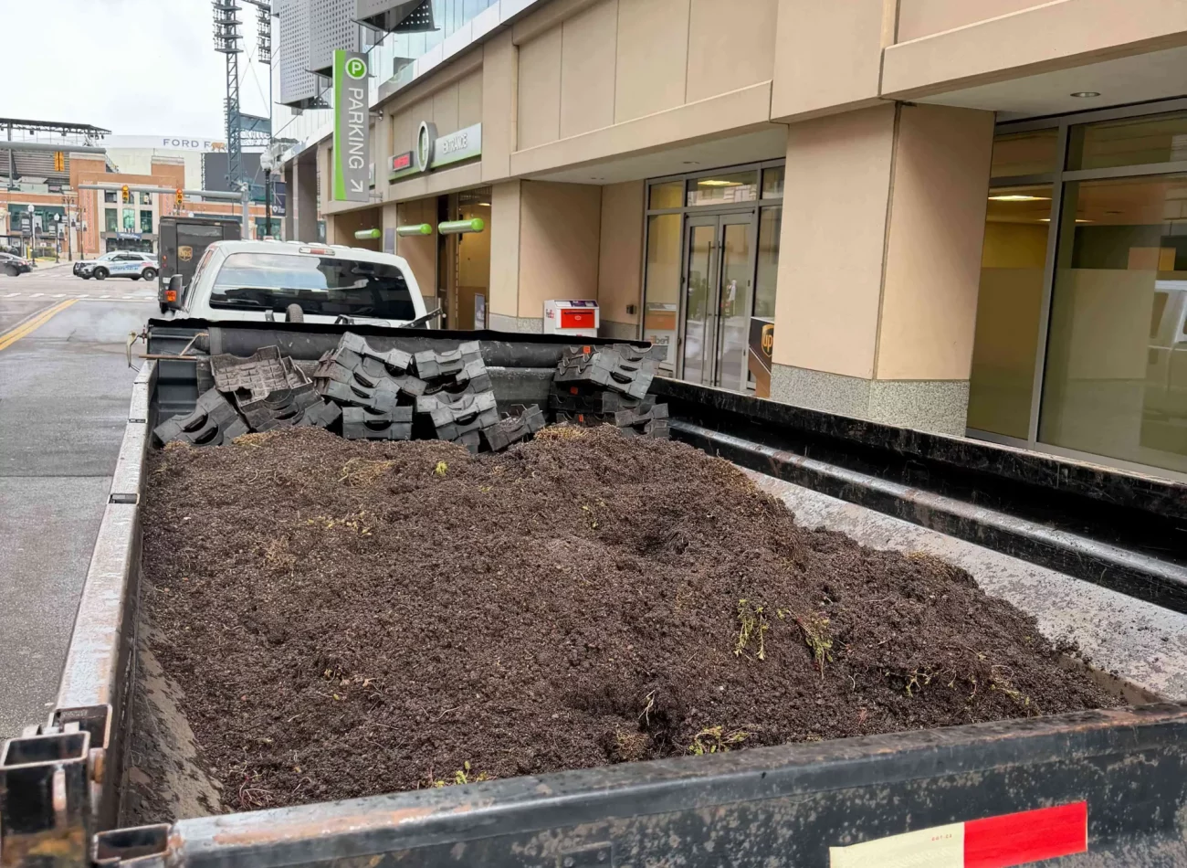 Phlox and sedum removal